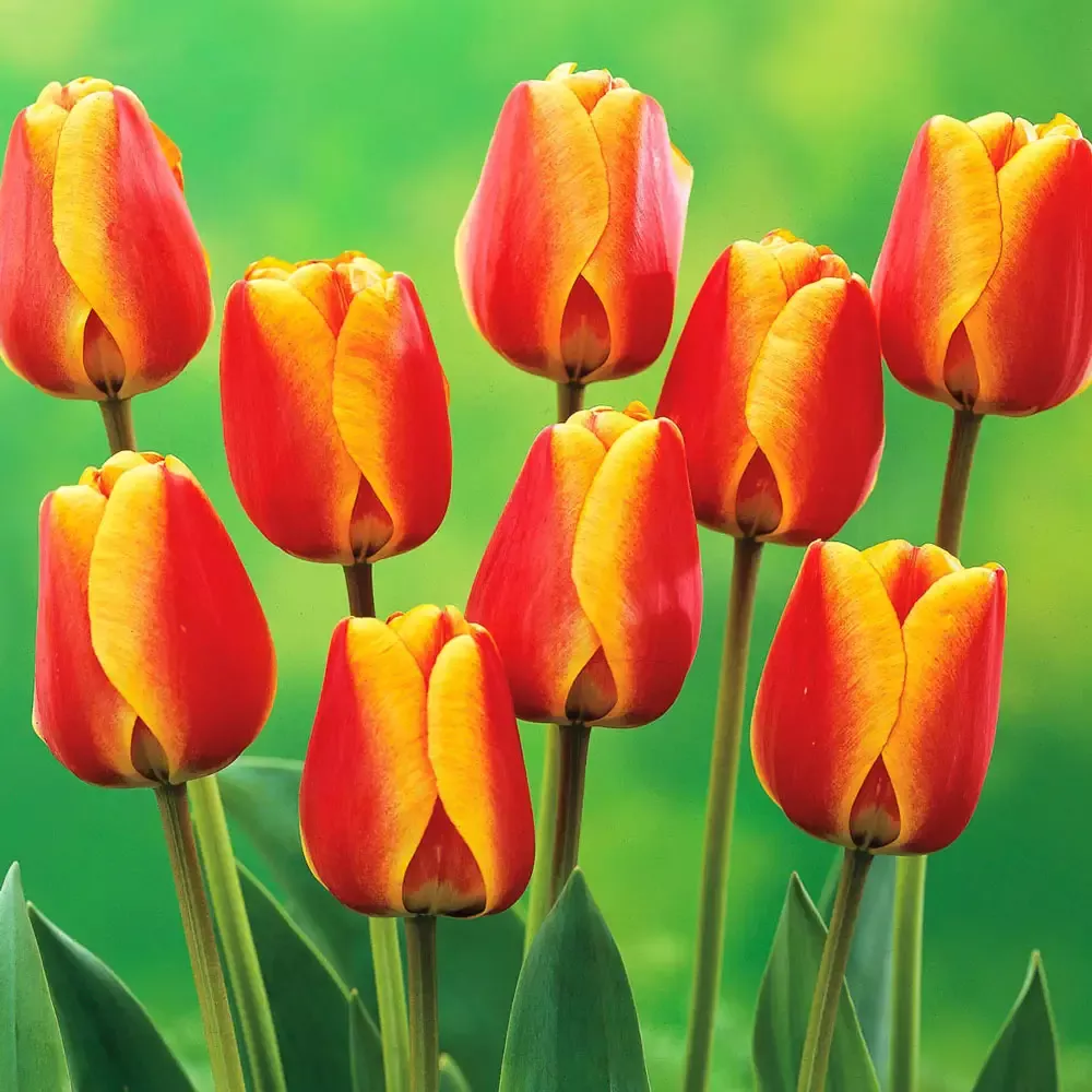Darwin Hybrid Tulip Apeldoorn's Elite