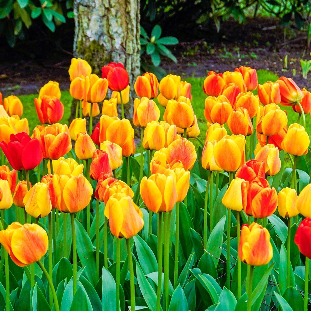 Darwin Hybrid Tulip Beauty of Apeldoorn