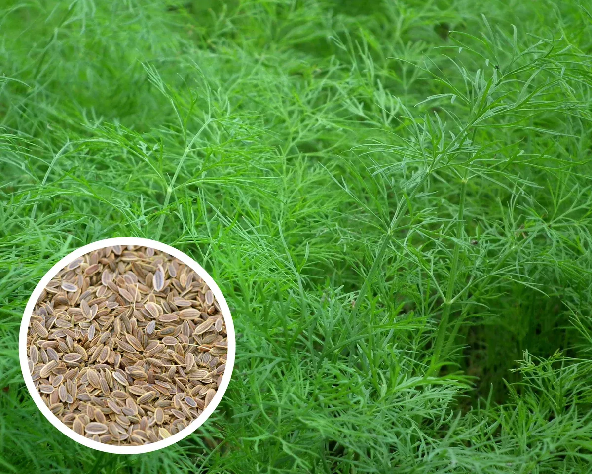 Dill Seeds Heirloom Herbs Non-GMO (500+)