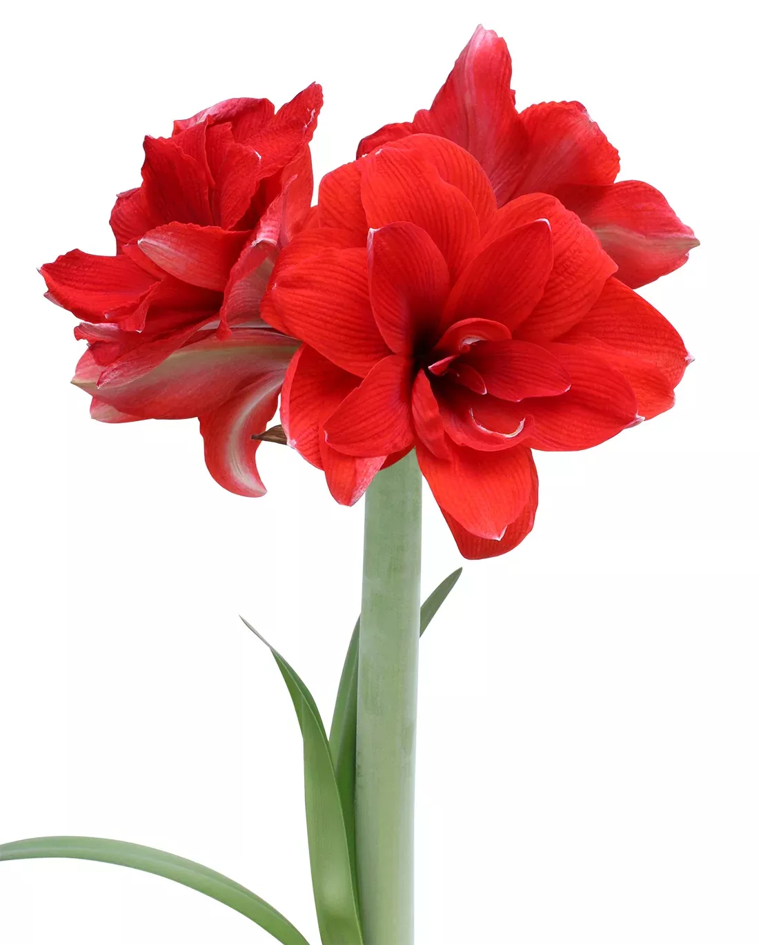 Double Dragon Amaryllis- 22-26 cm bulb