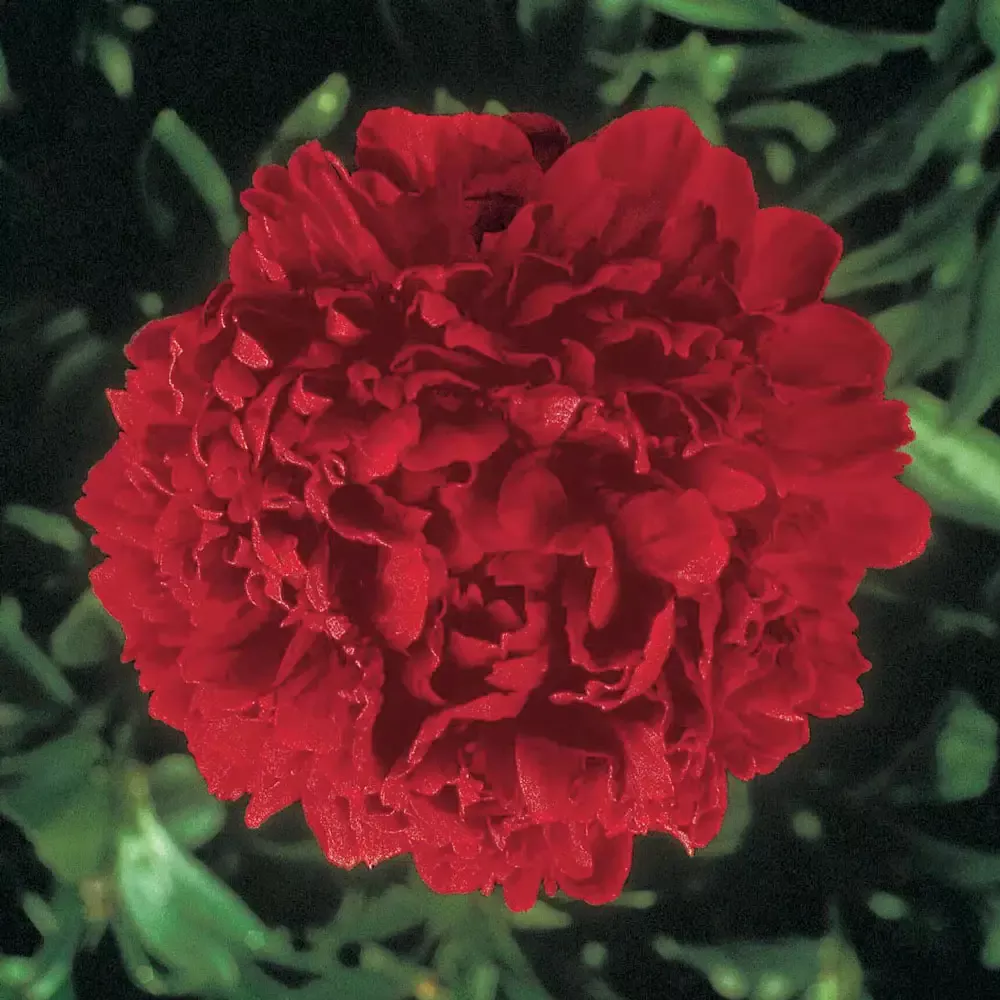 Double Peony Karl Rosenfield