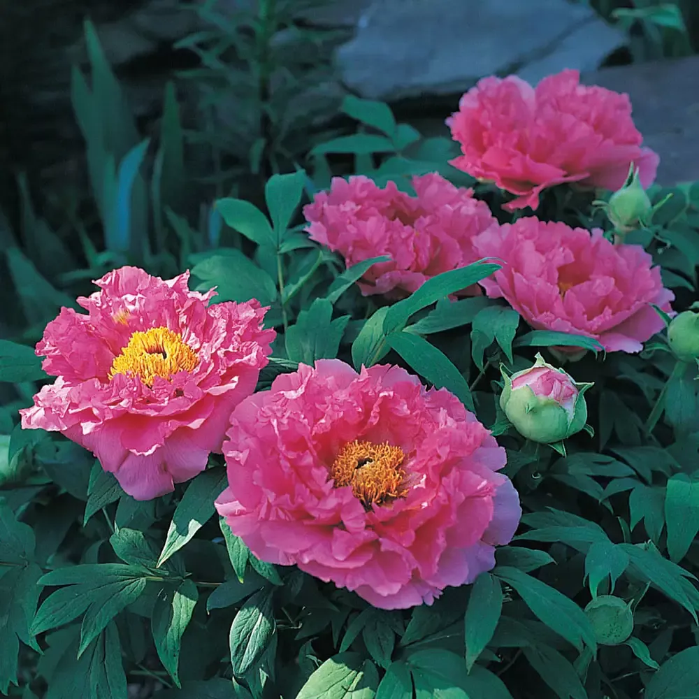 Double Peony Mons. Jules Elie