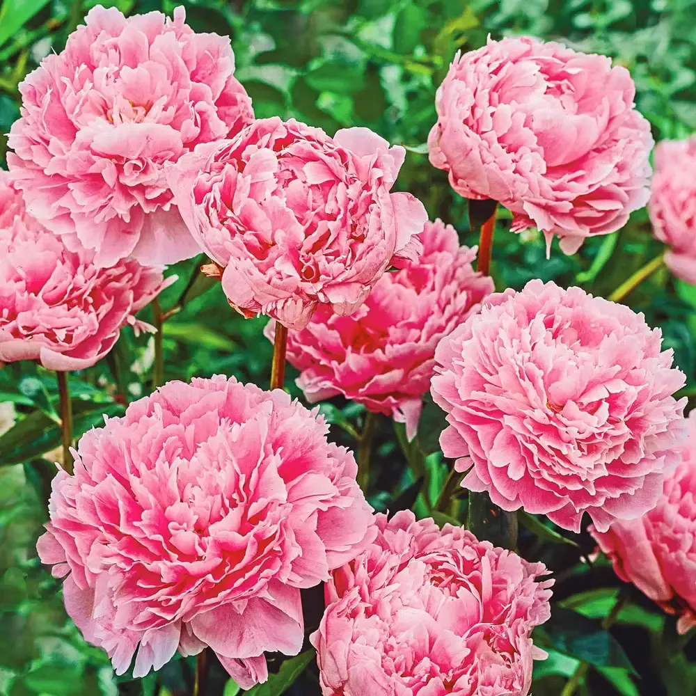 Double Peony Sarah Bernhardt