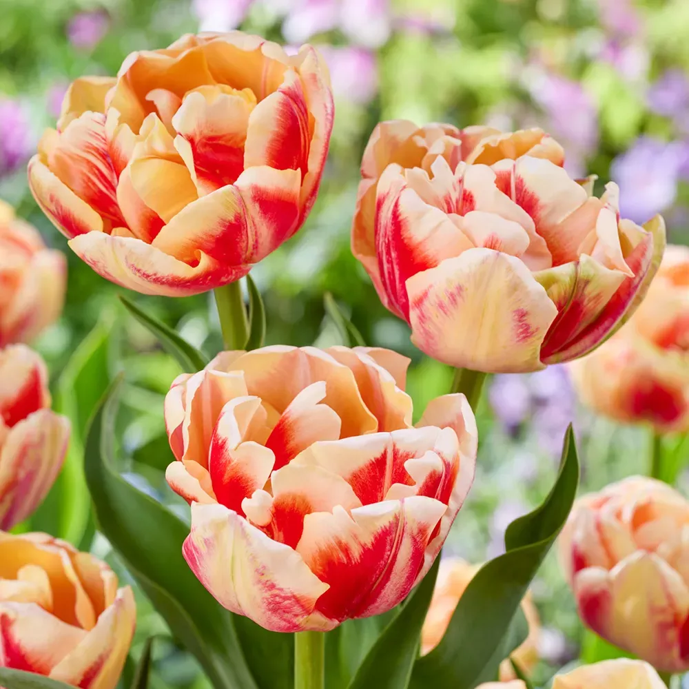 Double Peony Tulip Bed of Roses