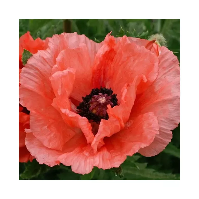 ‘Double Pleasure’ Oriental Poppy