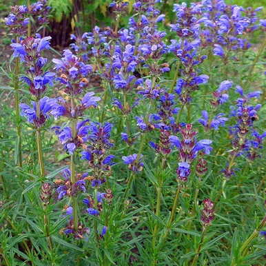 Dracocephalum ruyschiana