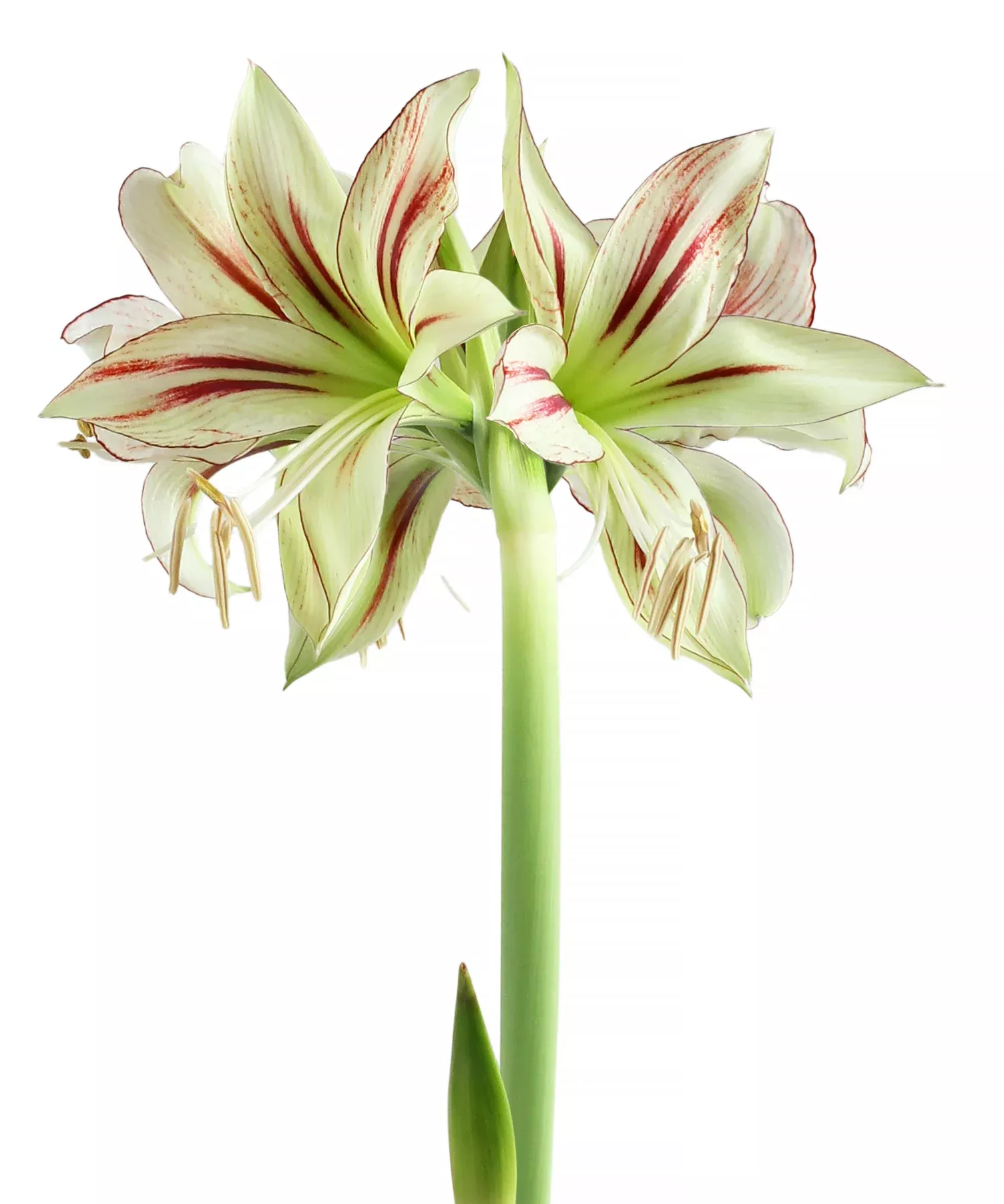 Dragonfly Sonatini Amaryllis - 18-22 cm bulb
