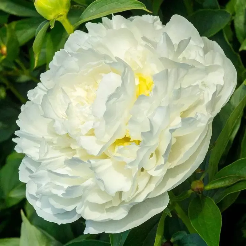 ’Duchesse de Nemours ’Peony