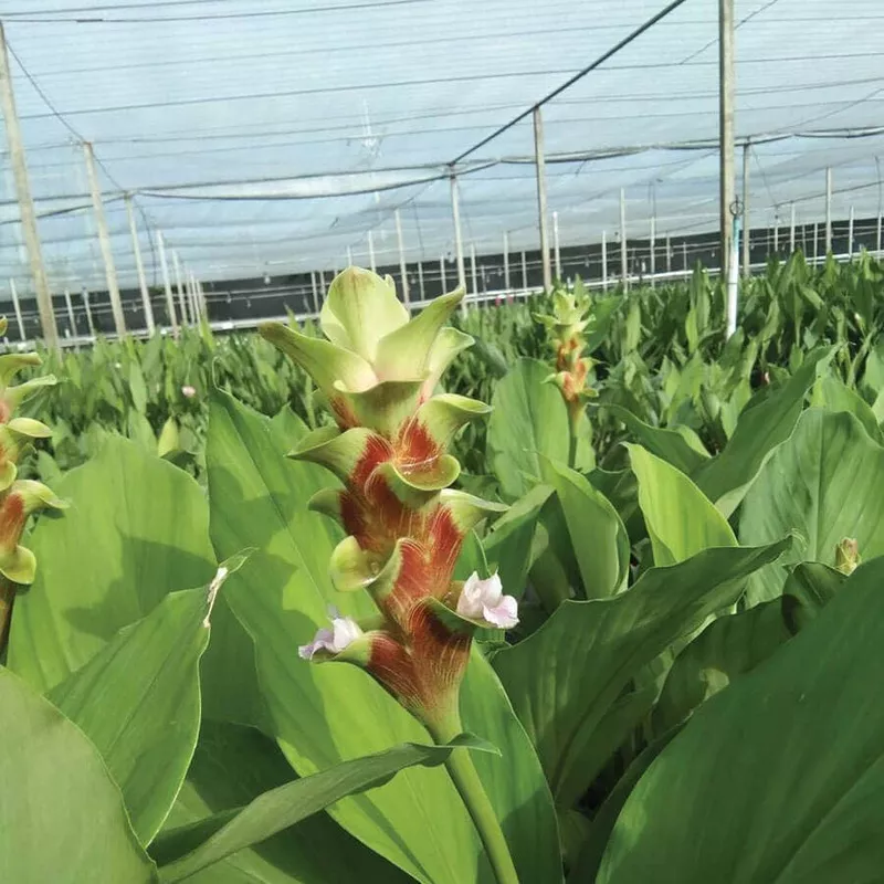 ’Emerald Green ’ Ornamental Turmeric Bulbs
