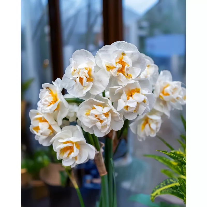 Erlicheer Paperwhites - 10 bulbs