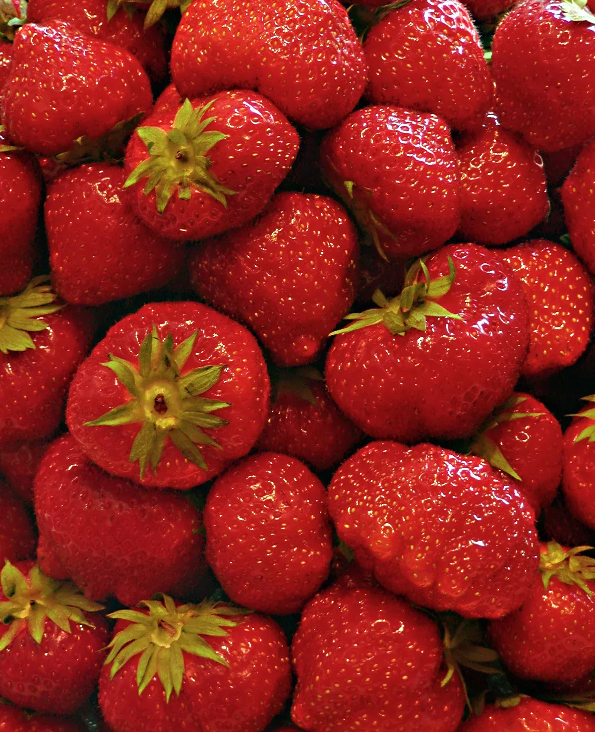 Eversweet Everbearer Strawberry - 20 root divisions