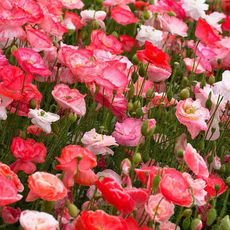 ’Falling in Love ’ Poppy Seeds