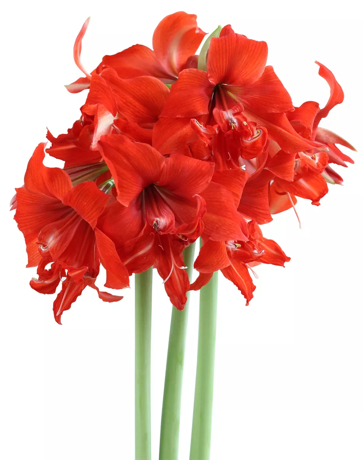 Fanfare Sonata Amaryllis