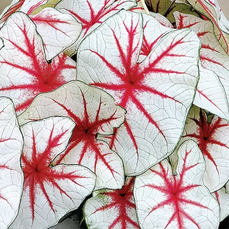 ’Fiesta ’ Caladium Bulbs
