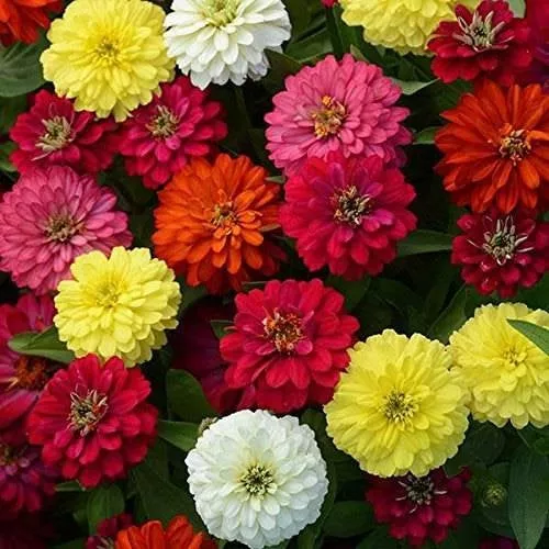 Flower Zinnia, State Fair Mix Seeds Heirloom Non-GMO (50+ Seeds)