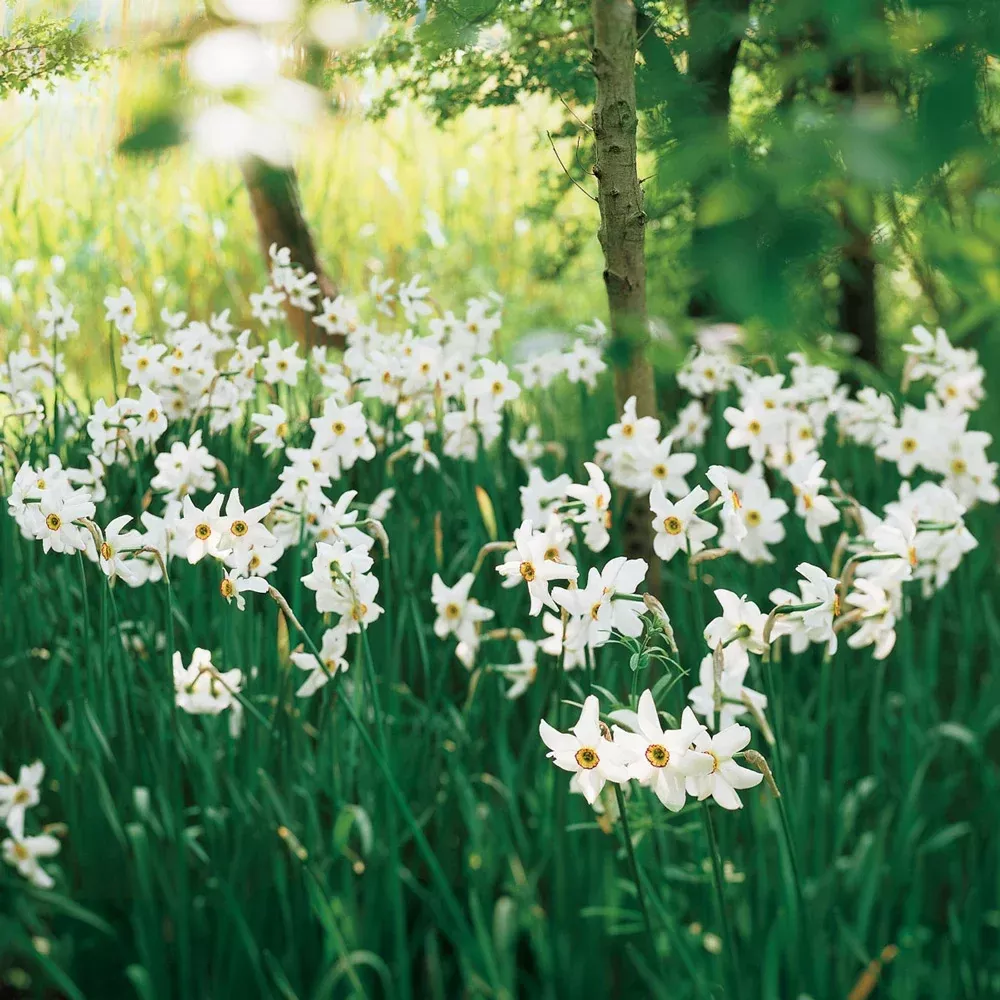 Fragrant Daffodil Pheasant's Eye