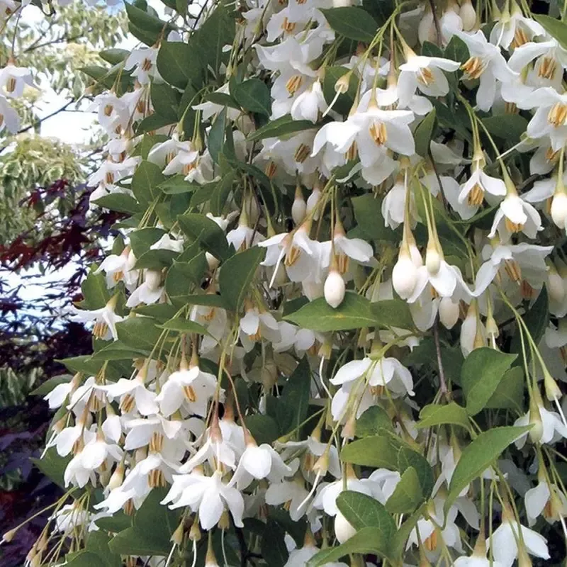 ’Fragrant Fountain ’ Japanese Snowbell