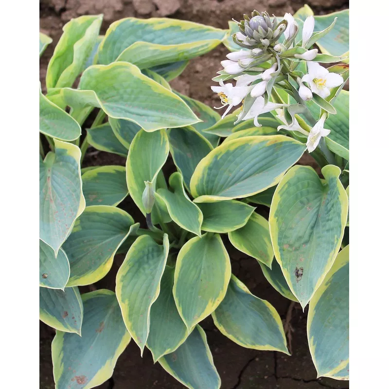 Francis William Hosta - 3 root divisions