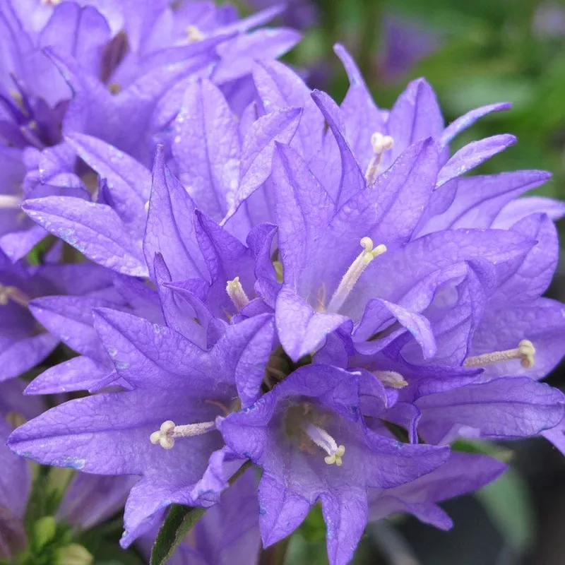 ‘Freya’ Bellflower