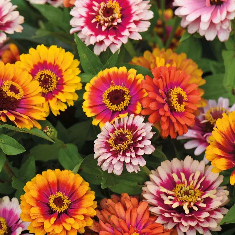 ’Funfair Mix ’ Zinnia Seeds