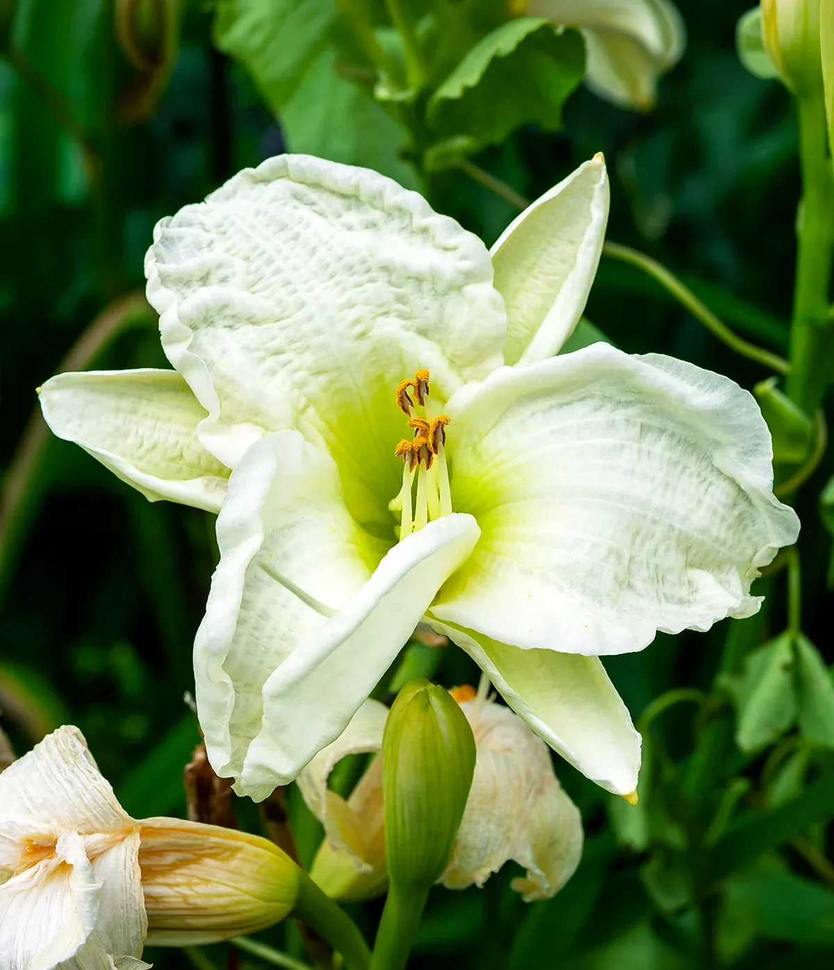 Gentle Shepherd Daylily - 3 root divisions