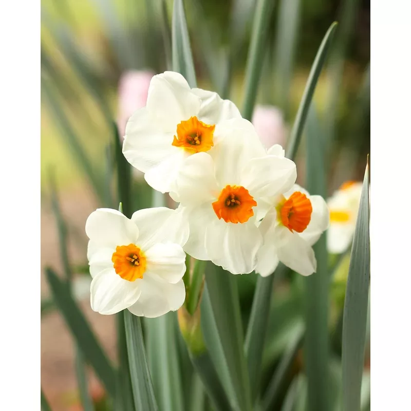 Geranium Tazetta Daffodil - 10 bulbs