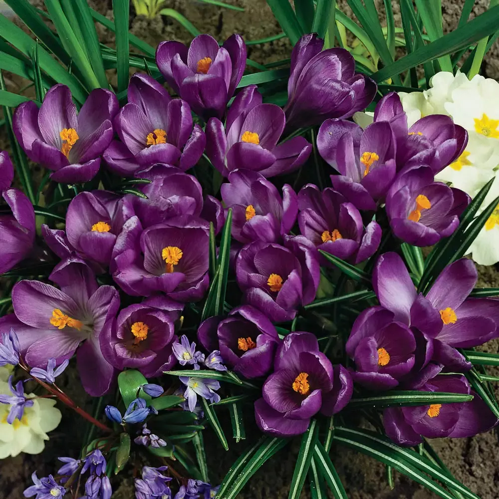 Giant Crocus Flower Record