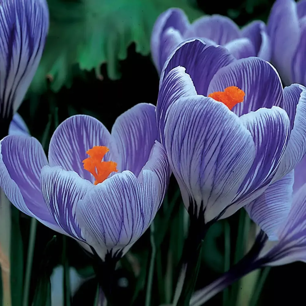 Giant Crocus Pickwick