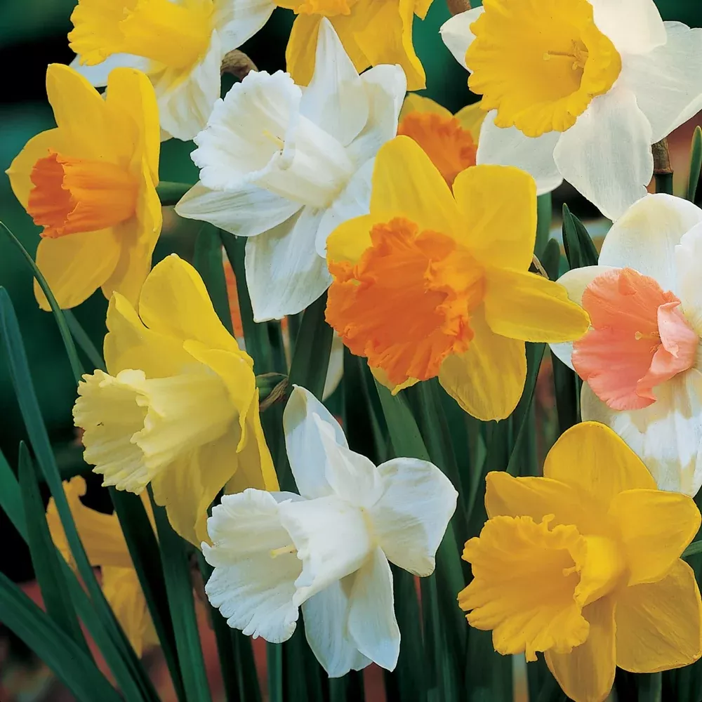 Giant Trumpet Daffodil Mix