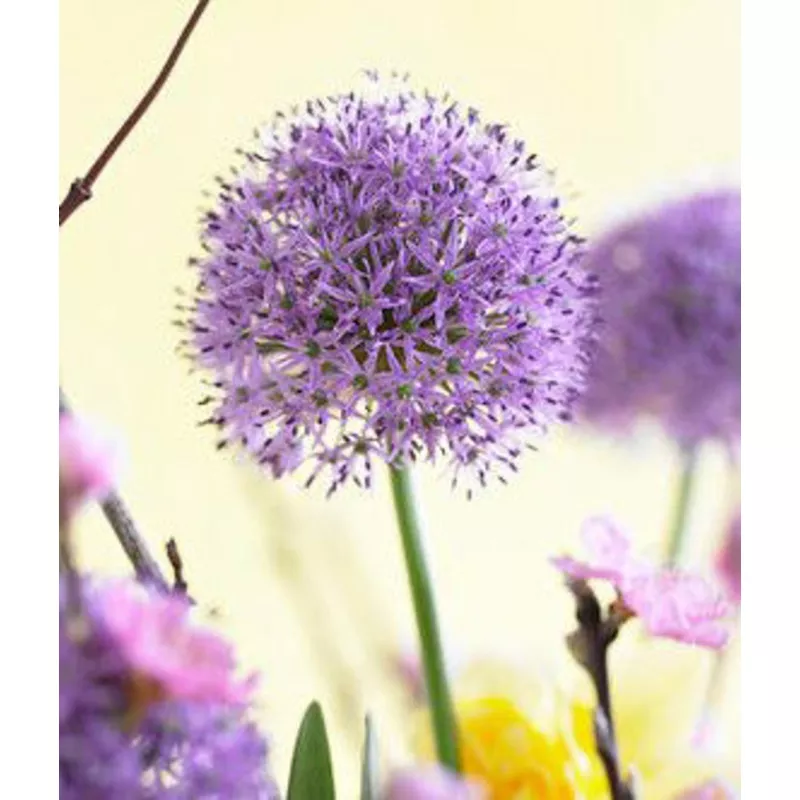 Gladiator Allium - 3 bulbs