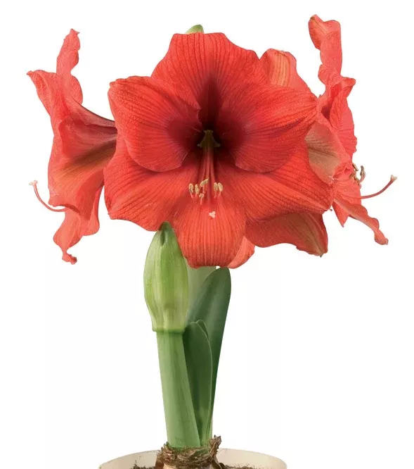 Gold Medal Symphony Amaryllis