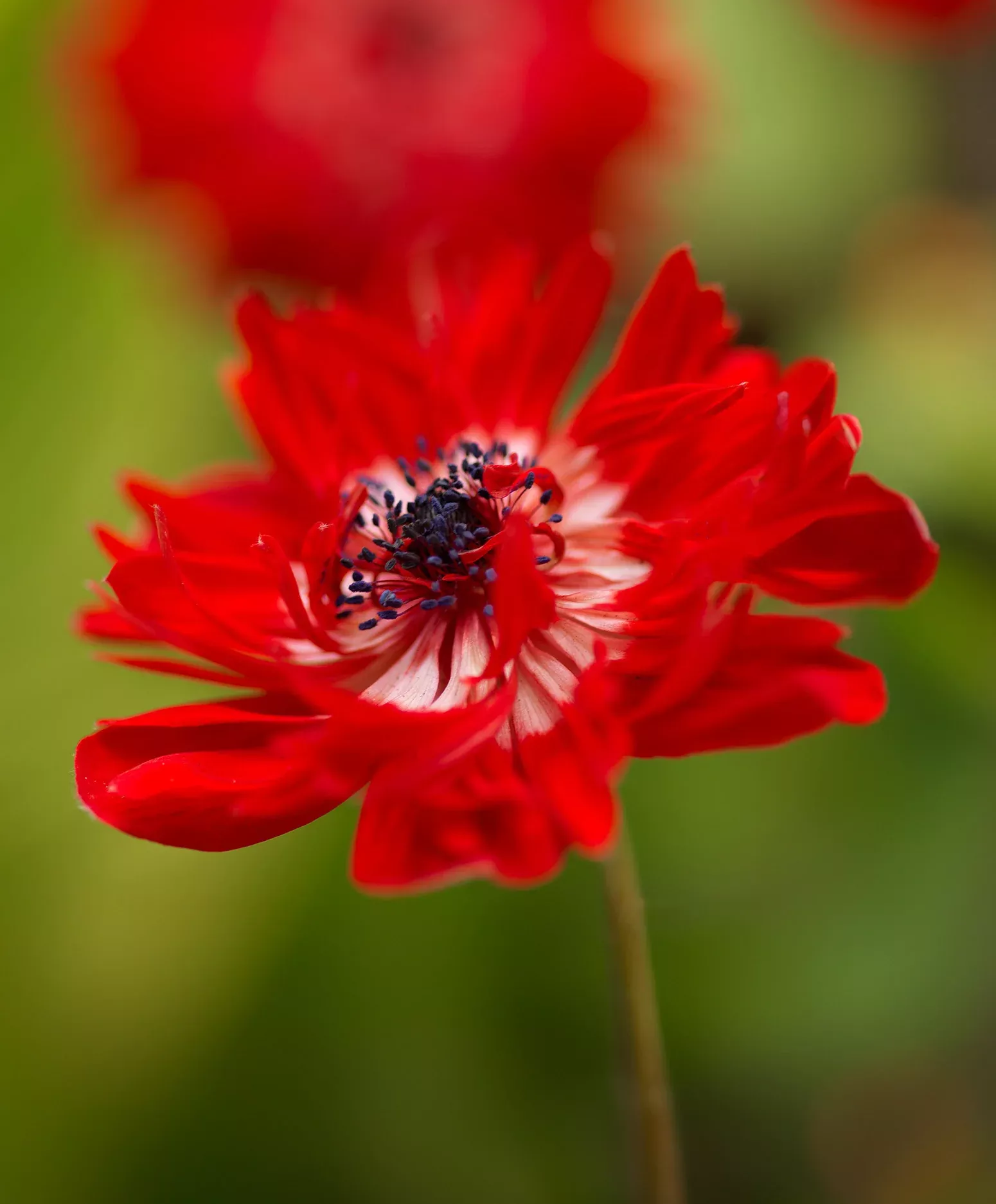 The Governor Anemone Coronaria - 25 bulbs