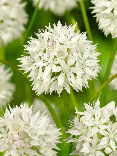 Graceful Beauty Allium - 5 bulbs