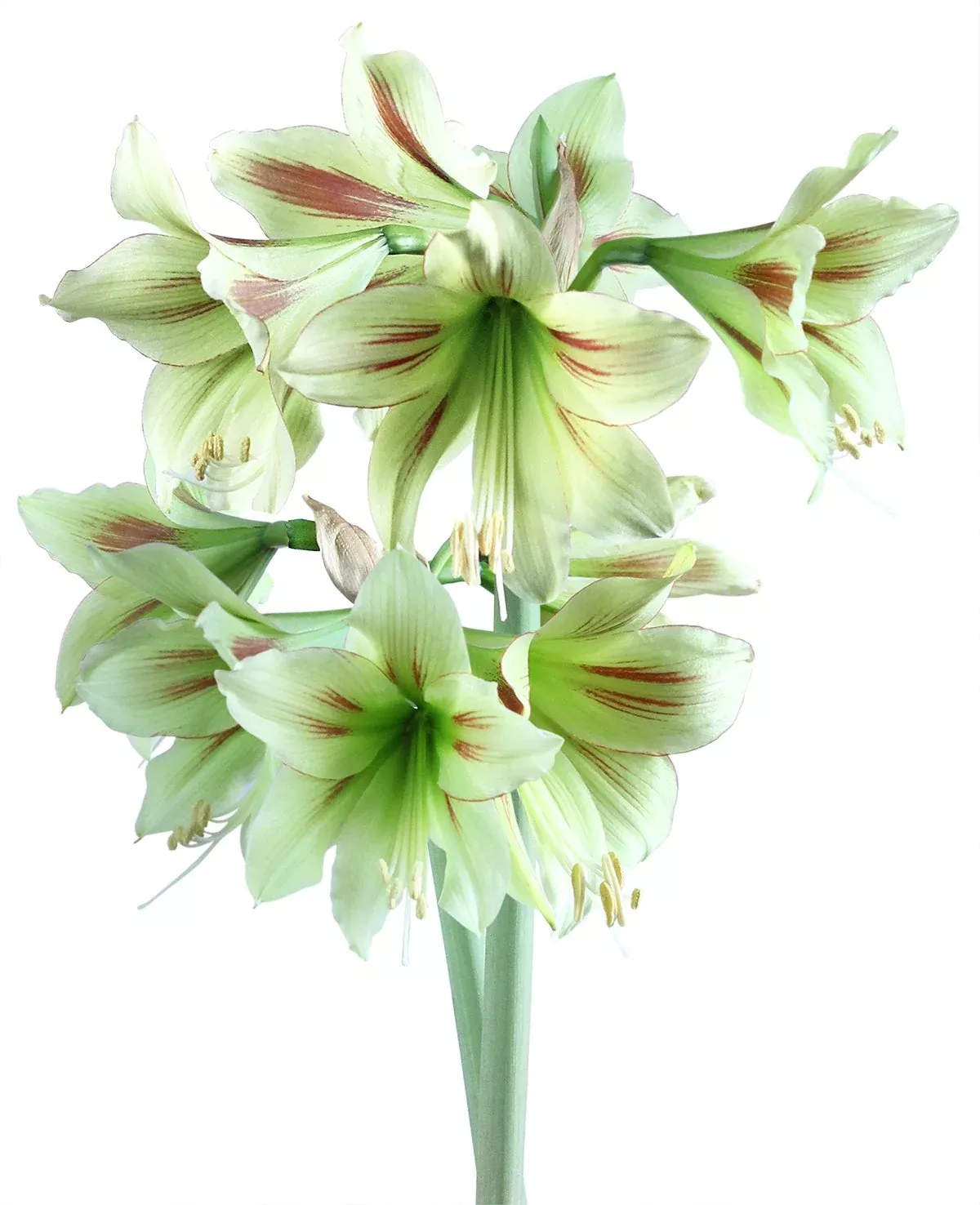 Graffiti Sonatini Amaryllis - 14-18 cm bulb