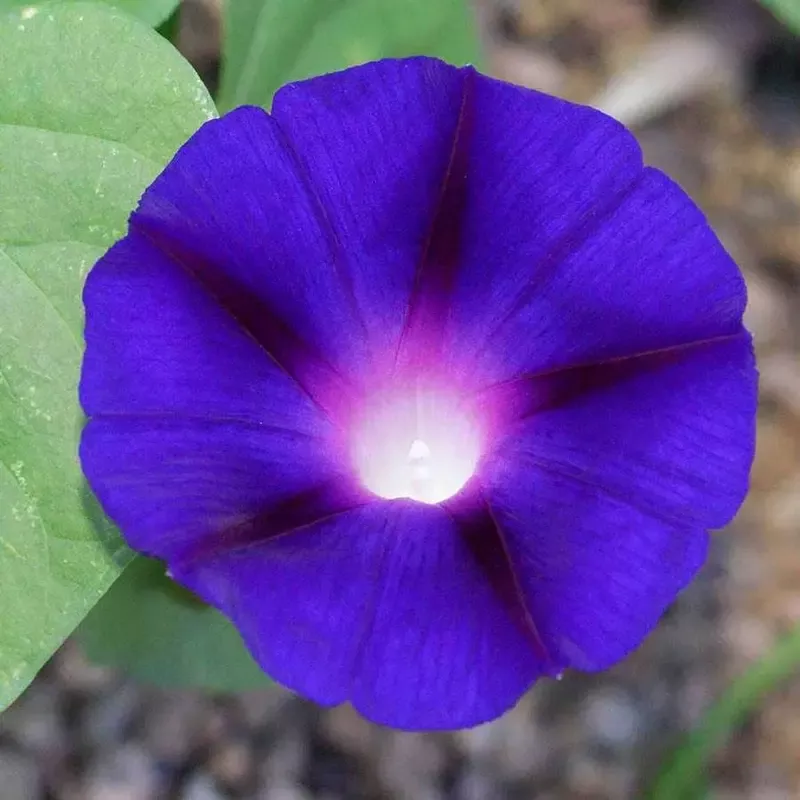 ’Grandpa Ott ’ Morning Glory Vine Seeds