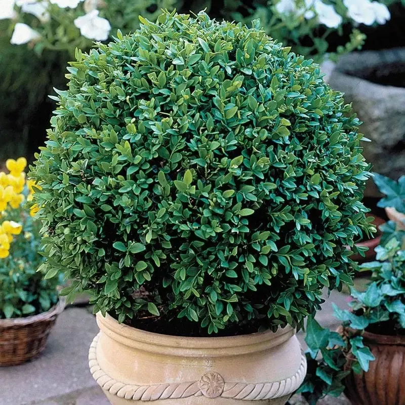 ’Green Velvet ’ Boxwood