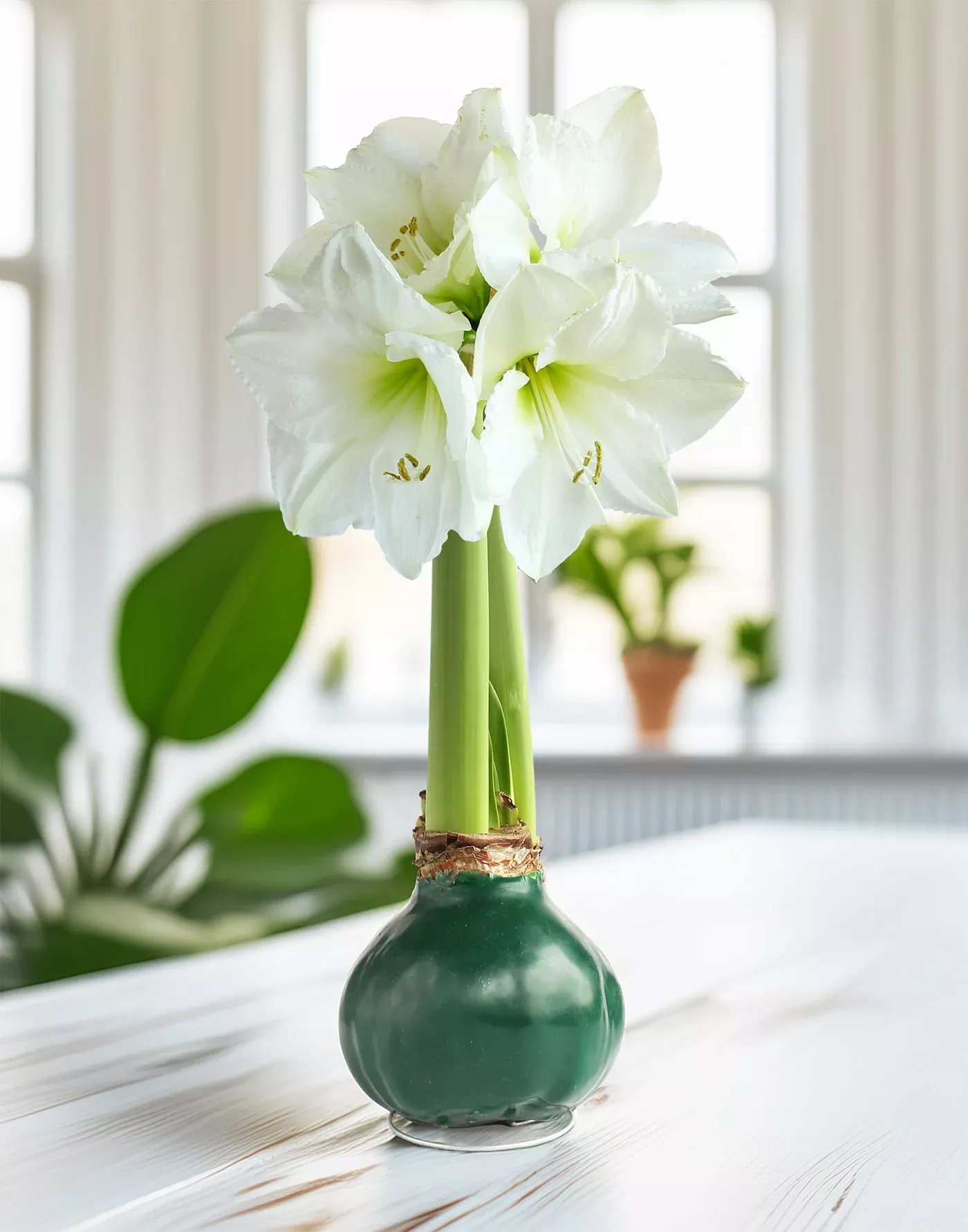 Green Waxed Amaryllis Bulb with White Flower