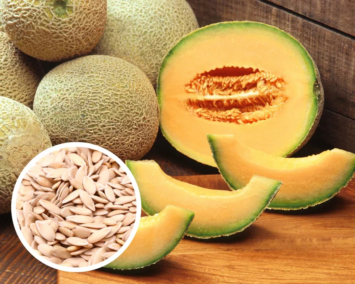 Hale's Best Jumbo Cantaloupe Melon Fruit Seeds Heirloom Non-GMO (50+ Seeds)