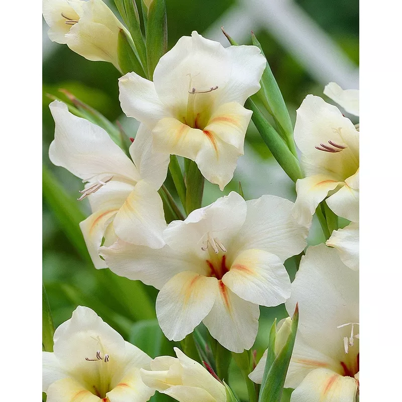 Halley Hardy Gladiolus - 5 bulbs