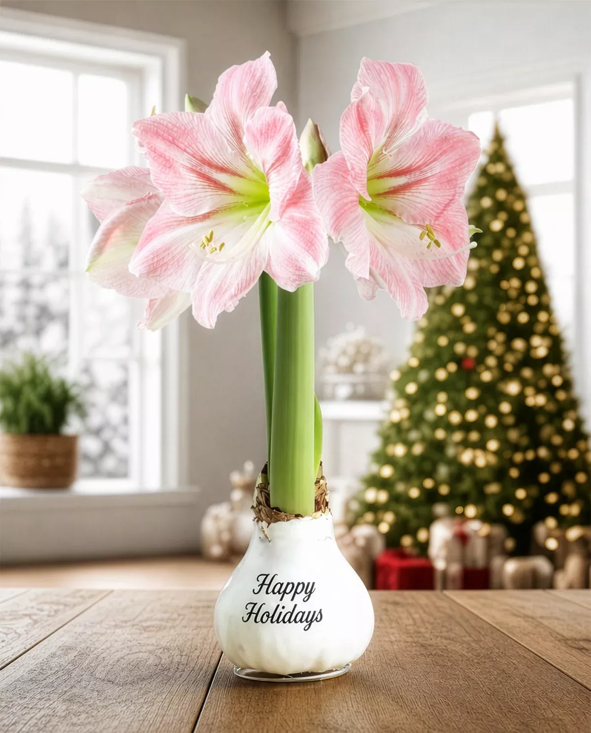 "Happy Holidays" White Waxed Amaryllis with Pink Flower