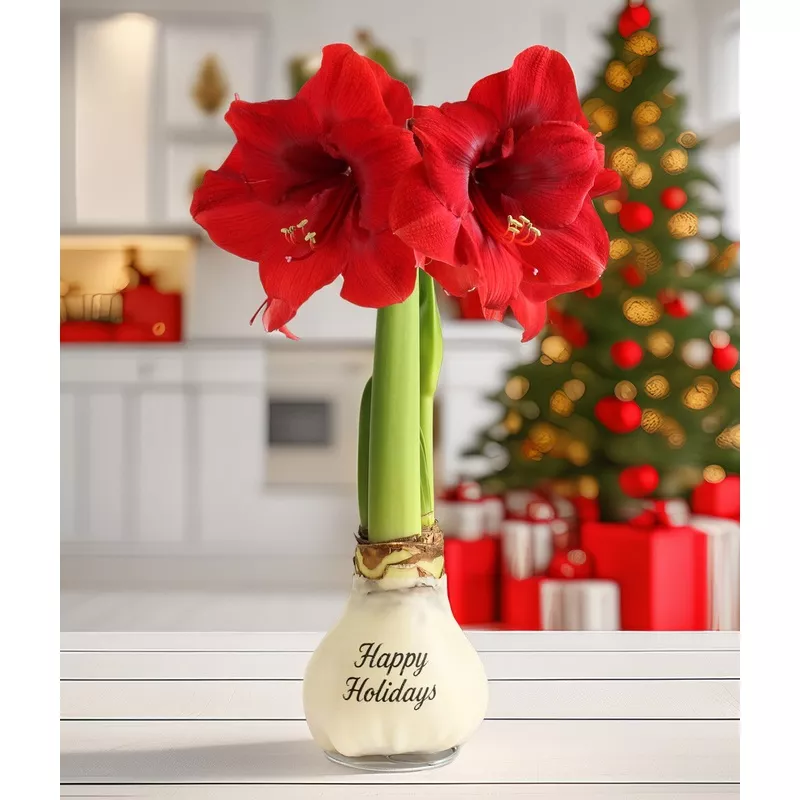 "Happy Holidays" White Waxed Amaryllis with Red Flower