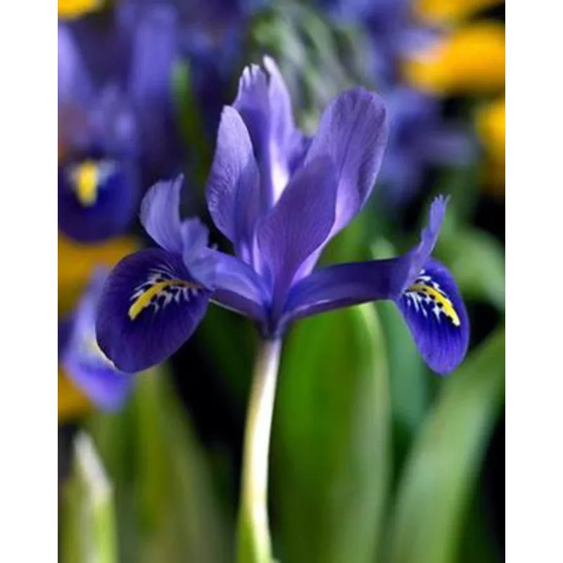 Harmony Dwarf Iris reticulata – 10 bulbs