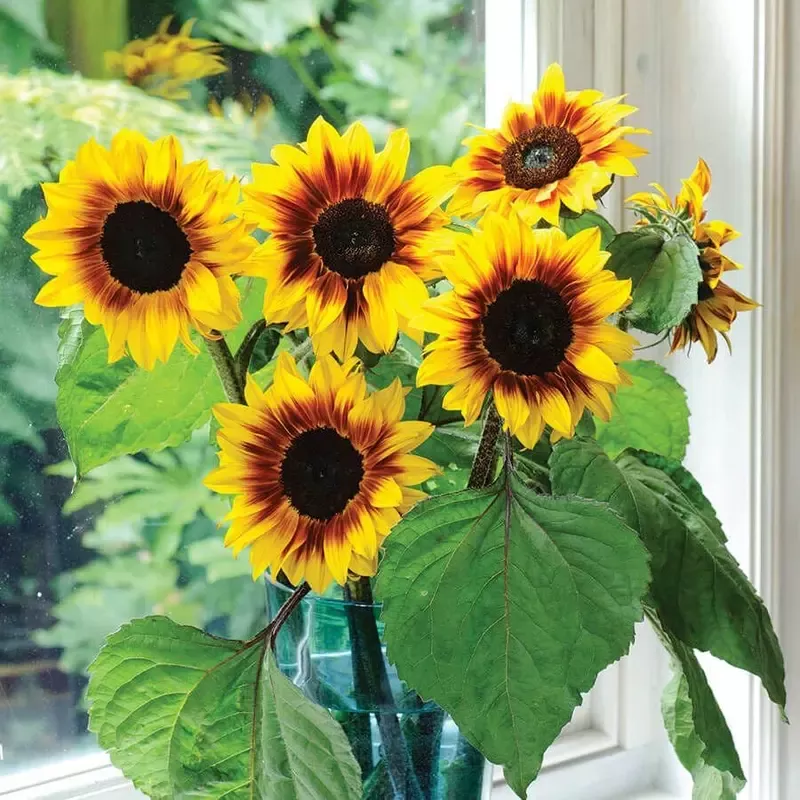 ’Helios Flame ’ Hybrid Sunflower Seeds