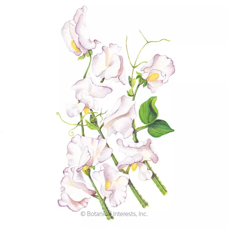 ’High Scent ’ Sweet Pea Seeds