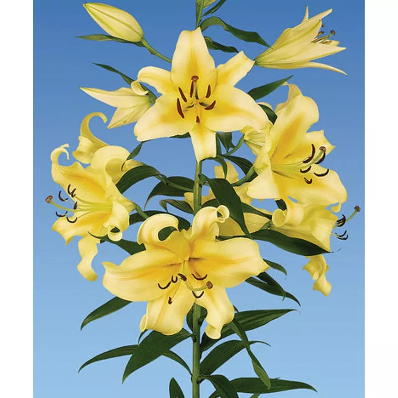 Honeymoon Orienpet Lily - 5 bulbs