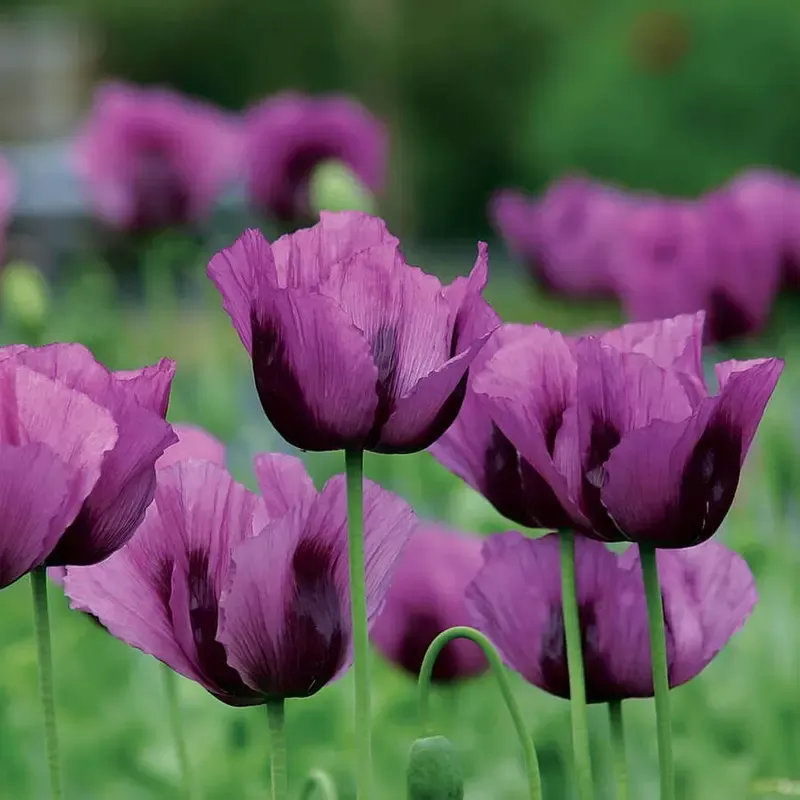 ’Hungarian Blue ’ Poppy Seeds