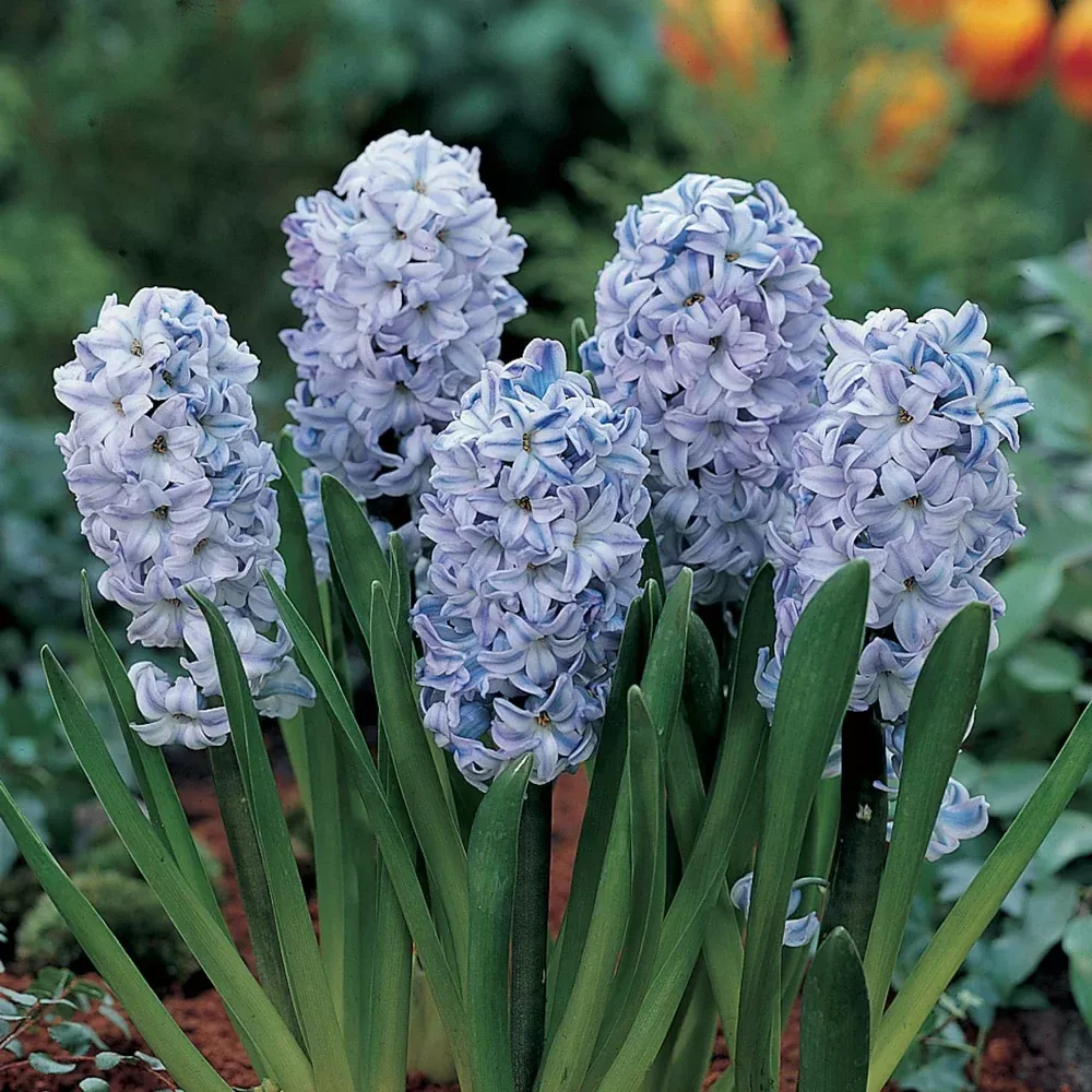 Hyacinth Blue Ice (Sky Jacket)