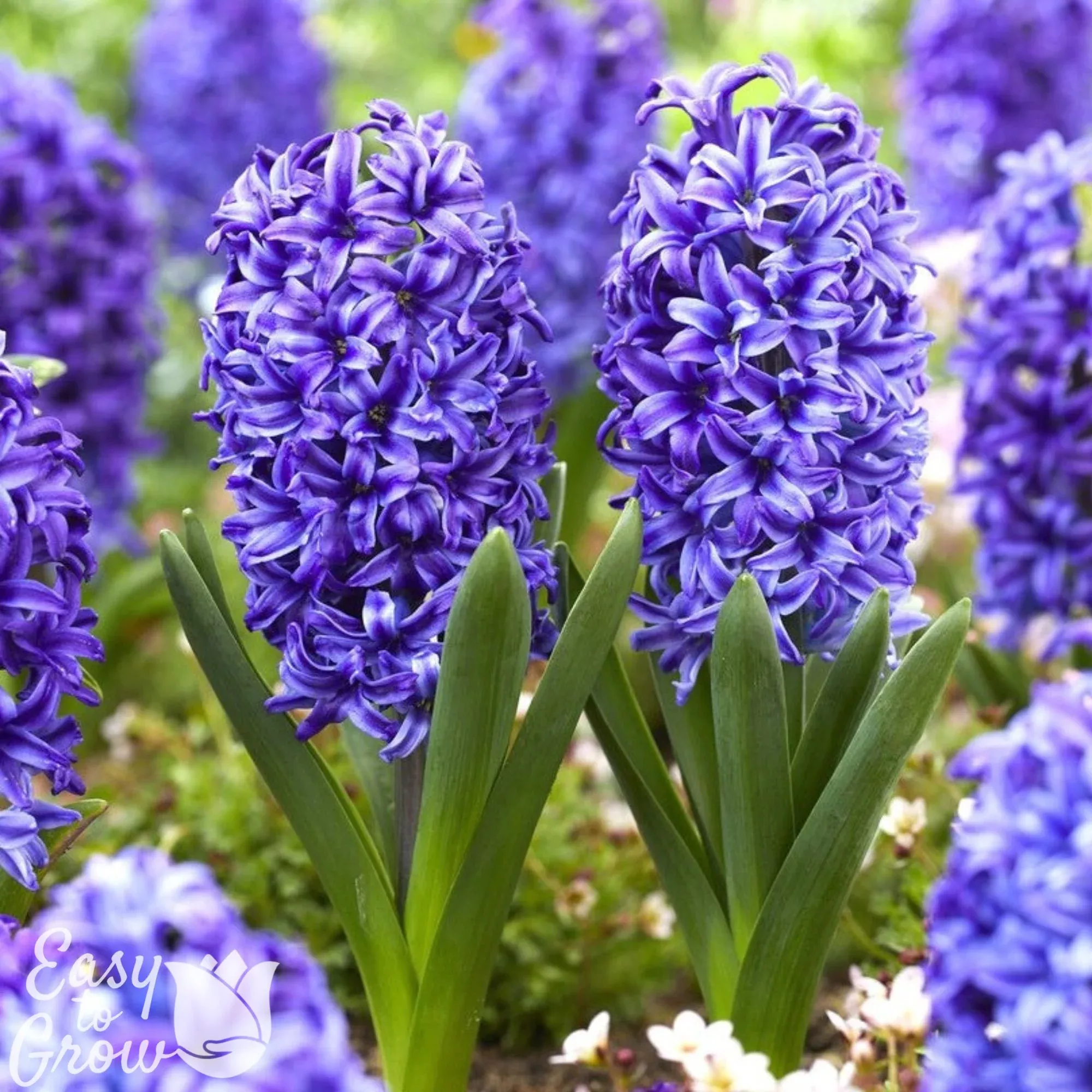 Hyacinth Blue Jacket