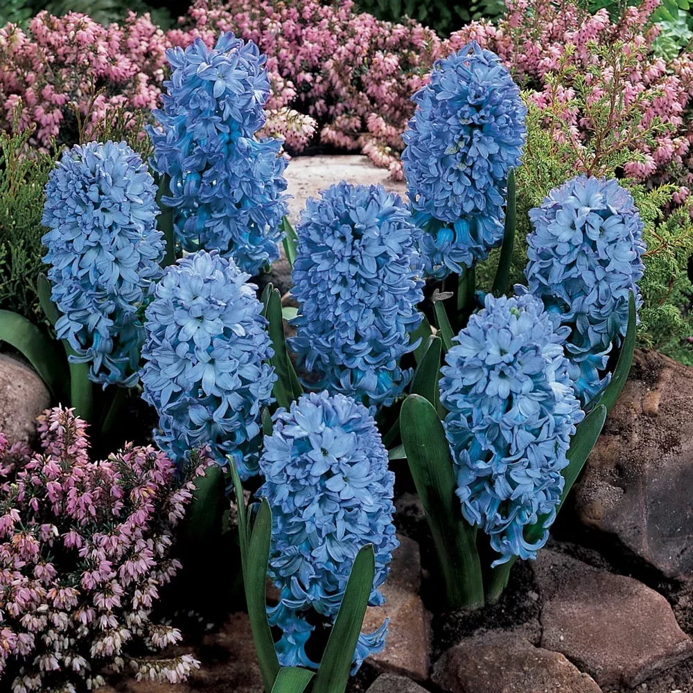 Hyacinth Delft Blue