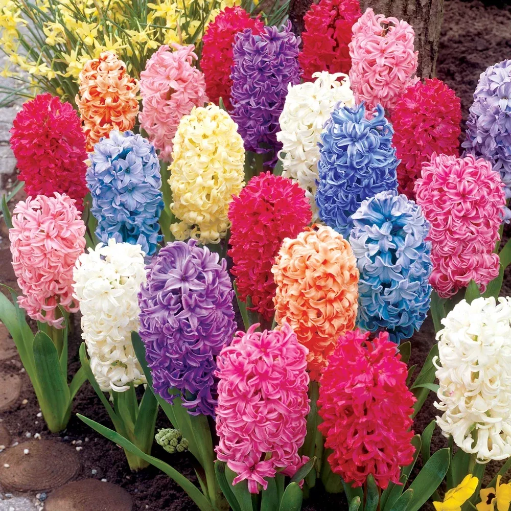 Hyacinth Mixed